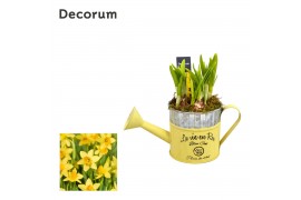 Arrangementen narcissus Mini HL18553N