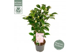 Camellia japonica nuccios cameo premium