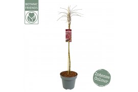 Acer palmatum garnet 80 cm cm stam