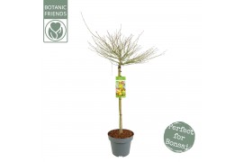 Acer palmatum little princess 80 cm cm stam