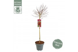 Acer palmatum shaina 40 cm cm stam