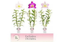 Dendrobium nobile mix Exclusiva Orchidea - 2 tak, 50+