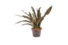 Sansevieria copper tone