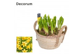 Arrangementen narcissus Narcis Mand met Hengsels HL13783N 7 pp 7 per p