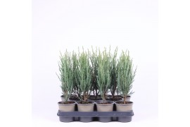 Juniperus scopulorum blue arrow