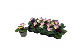 Primula Obsidian gemengd Primula Obsidian Mix tray Winterhard 3 bl.