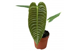 Anthurium Veitchii