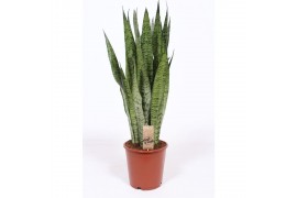 Sansevieria zeylanica