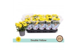 Chrysanthemum ind. mount carmel Double Yellow