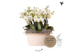 Phalaenopsis multiflora wit Kolibri Orchids Mono Lausanne Basket white