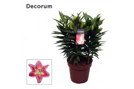 Lilium oriental reeleeze roze decorum