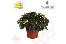 Rhododendron simsii wit flandresse 17+ cm