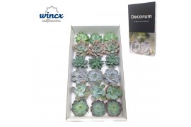 Echeveria snij Echeveria Ice Mix (Wincx) Cutfl (6 Spcs) 999