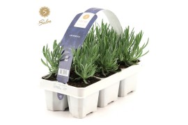 Lavandula angustifolia purple 6-pack