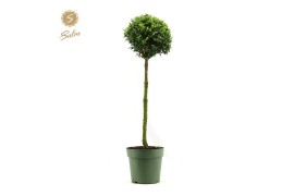 Buxus sempervirens mono bol op stam