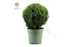 Buxus sempervirens bol 32cm