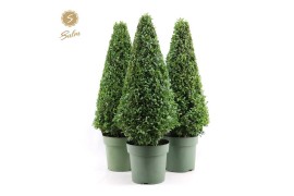 Buxus sempervirens pyramide