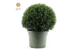 Ilex crenata Ball Ø60cm