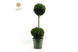 Buxus sempervirens duo bol op stam