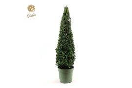 Buxus sempervirens pyramide 70cm