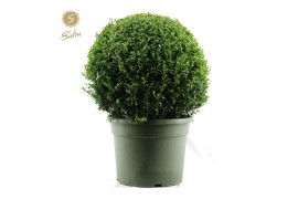 Buxus sempervirens Buxus semp. Ball Ø70cm P45 70 cm diameter