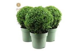 Buxus sempervirens bol 25cm