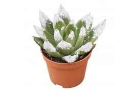 Echeveria miranda natural + snow points