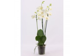 Phalaenopsis anthura madrid 3 tak, 18+ bloem - 60/65cm