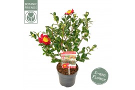 Camellia sasanqua yuletide premium