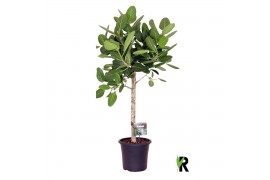 Ficus benghalensis audrey op stam