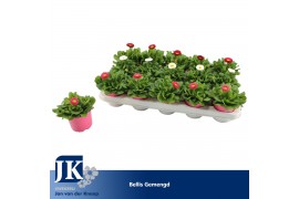 Bellis perennis mix Bellis Gemengd p 10.5