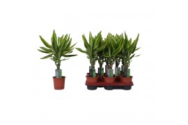 Dracaena fragr. golden queen Dracaena Golden Queen, 11 cm pot 1 pp