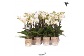 Phalaenopsis multiflora wit 3 tak kolibri orchids