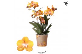 Phalaenopsis multiflora anthura las vegas Kolibri Orchids Jewel 3 tak