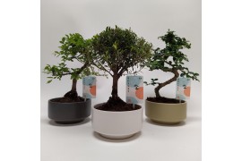 Bonsai s-vorm