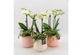 Phalaenopsis PHALRM-2505W Romantic Phalaenopsis 3 pp