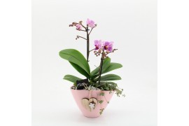 Phalaenopsis PHALRM-2509RZ Romantic Phalaenopsis 2 pp