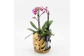 Phalaenopsis PHAL-2546RZ Phalaenopsis creatie 2 pp