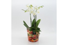 Phalaenopsis LICR-2509 Limited Edition Spring 2 pp