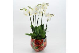 Phalaenopsis LICR-2510 Limited Edition Spring 3 pp