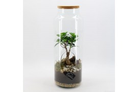 Arrangementen kamerplanten GRCR-2547 Green Essentials Terrarium 1 pp