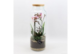 Phalaenopsis PHAL-2529RZ Phalaenopsis creatie terrarium 2 pp