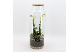 Phalaenopsis PHAL-2529W Phalaenopsis creatie terrarium 2 pp