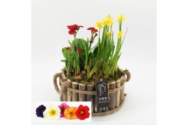 Arrangementen tuinplanten PMCR-2550 Primula creations Deluxe 4 pp