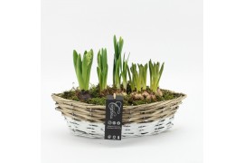 Arrangementen tuinplanten BLCR-2510 Bulbs creations 3 pp