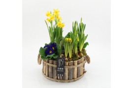 Arrangementen tuinplanten PMCR-2520 Primula creations 5 pp