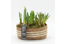 Arrangementen tuinplanten BLCR-2515 Bulbs creations 4 pp