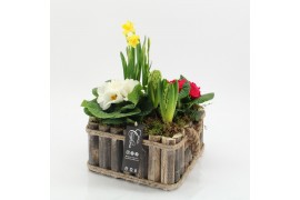 Arrangementen tuinplanten PMCR-2519 Primula creations 5 pp