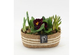 Arrangementen tuinplanten PMCR-2518 Primula creations 3 pp