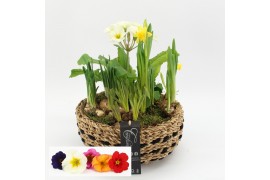 Arrangementen tuinplanten PMCR-2544 Primula creations Deluxe 4 pp